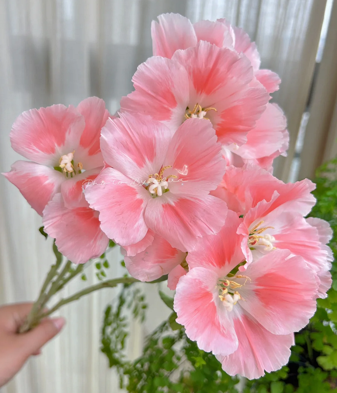 Clarkia amoena, Farewell-to-Spring