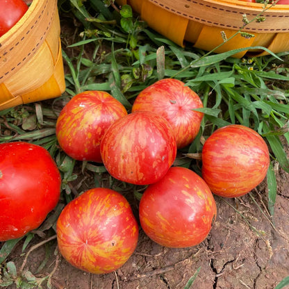 Heirloom Tomato Seeds-Red Zebra