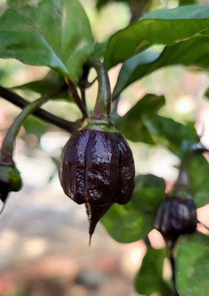 Carolina Black Reaper (hot chilli top) seeds