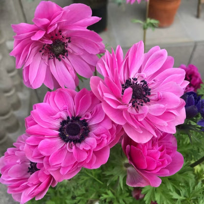 Anemone Seeds