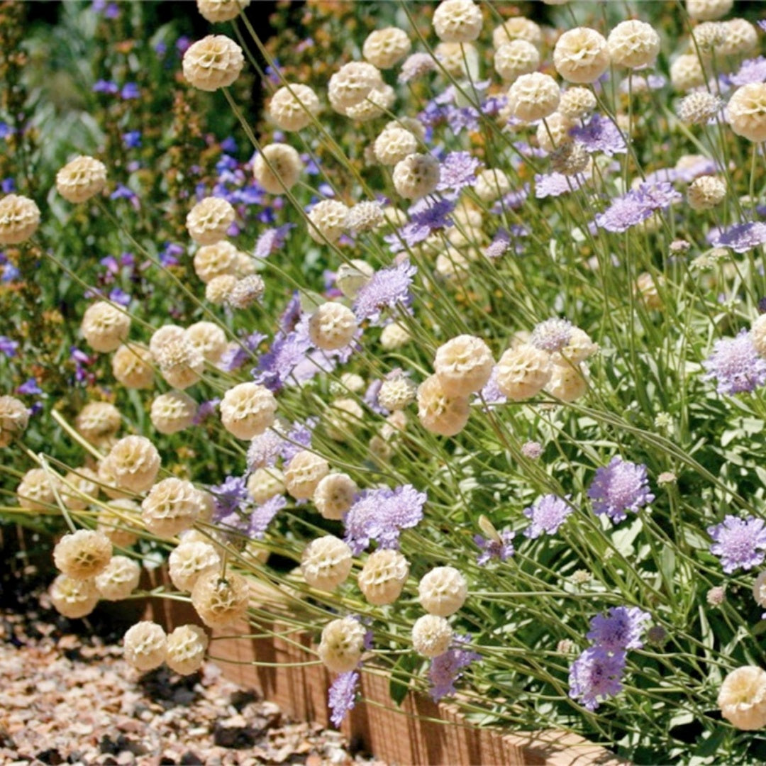 ⭐Starflower Pincushion Seeds