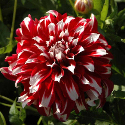 🎅🌸  'Santa Claus' Dahlia Bulbs