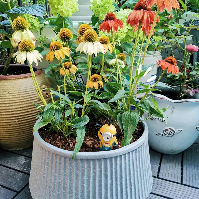 Coneflower Seeds (Echinacea)