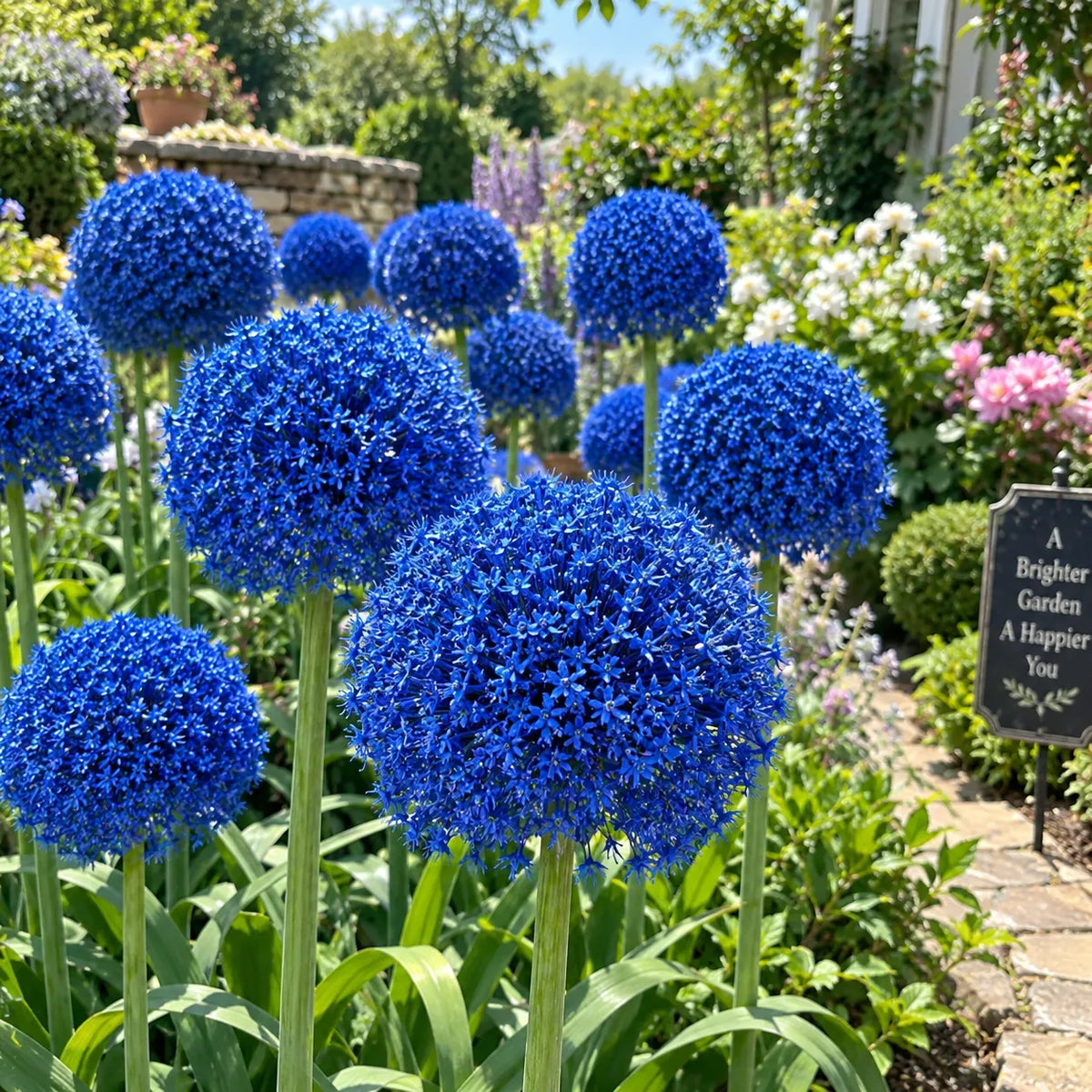 💜Giant Allium Bulbs—Flower Ball Diameter 10CM+