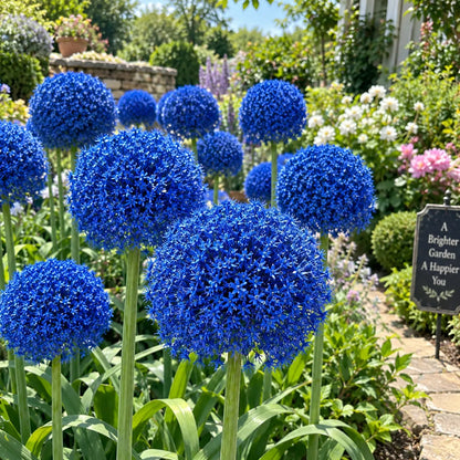 💜Giant Allium Bulbs—Flower Ball Diameter 10CM+