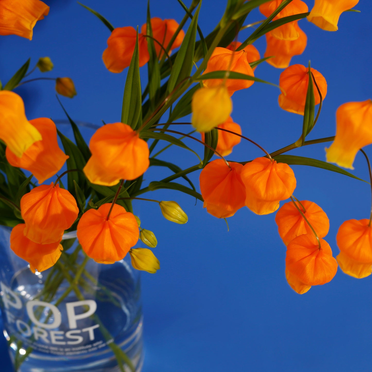 Elegant Lily Seeds | Fresh Long-Lasting Flowers for Home & Gifts