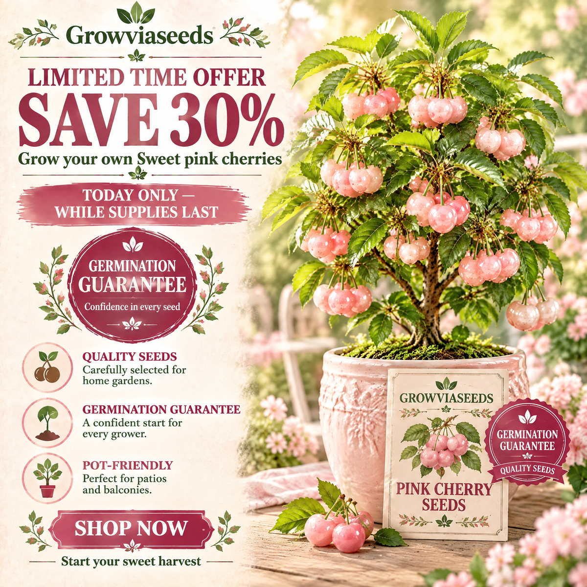 🍒 Mini Pink Cherry Seeds – Small Fruit, Big Sweet Flavor