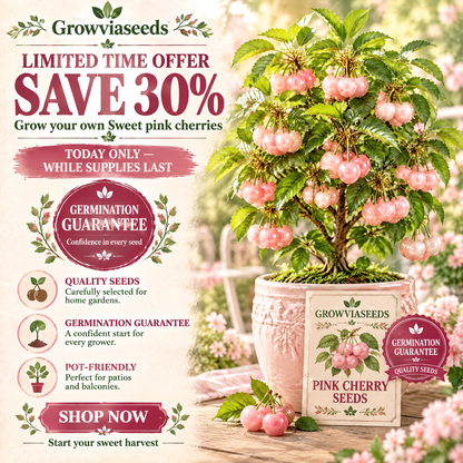 🍒 Mini Pink Cherry Seeds – Small Fruit, Big Sweet Flavor
