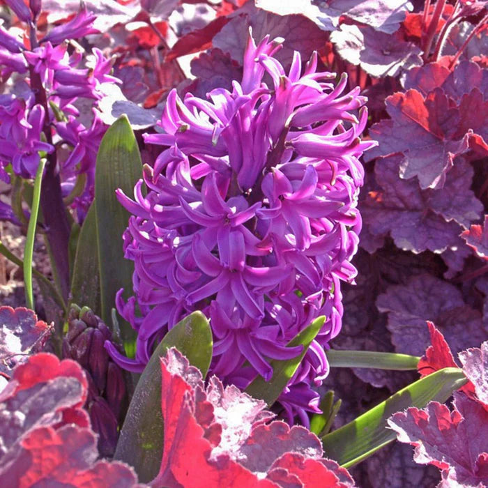 💜Hyacinth Bulbs – Fragrance You Can Grow