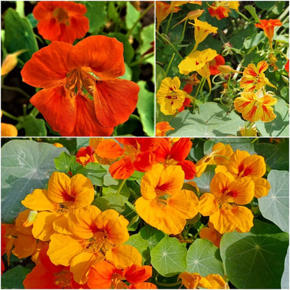 Nasturtium Seeds