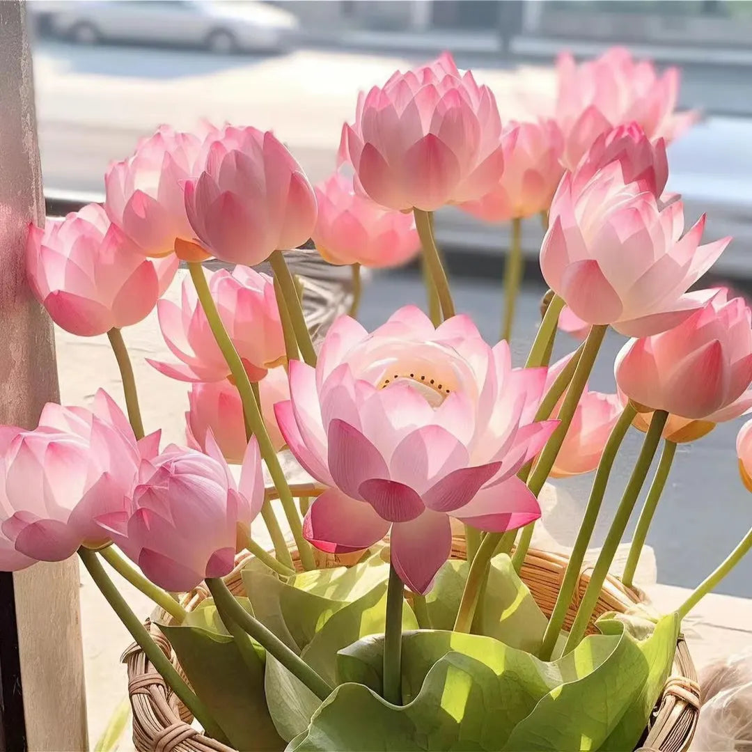 🌸LAST DAY Promotion 35% OFF🌸 Hydroponic Lotus 🌸 | Fresh, Simple & Beautiful(🌱Survival Guaranteed: Free Replacements🌿)