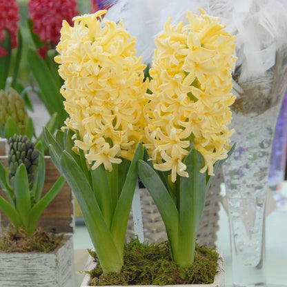 💜Hyacinth Bulbs – Fragrance You Can Grow