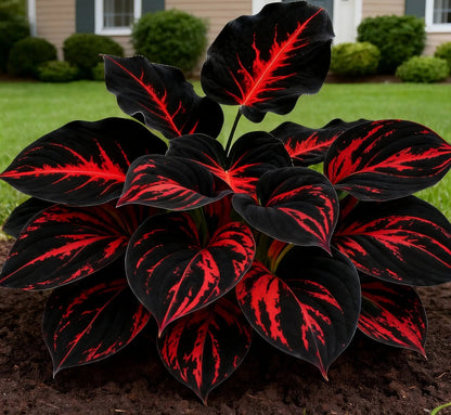 🔥Midnight Blue Hosta Bulbs 🪴 Deep Blue Foliage, Easy to Grow