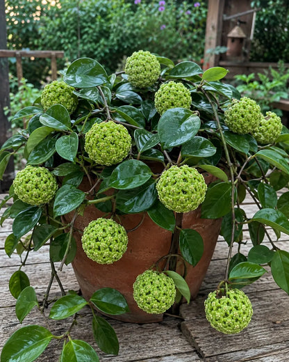 🌸Premium Hoya Carnosa Fresh Bulbs | Easy-to-Grow Cascading Wax Plant