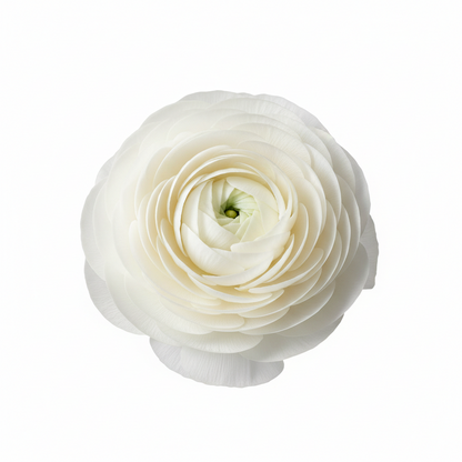 Ranunculus Flower Bulbs-Soft, Elegant, Unforgettable 🌸