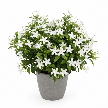 🌿Star Jasmine Seeds – Fragrant, Fast-Growing & Garden-Ready