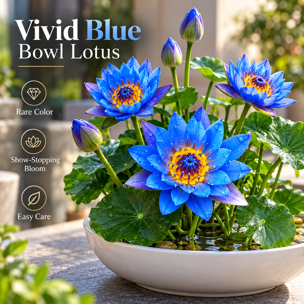 🪷Water lily - The Sacred Bonsai Lotus Flower
