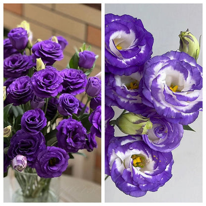 Hardy Perennial Lisianthus Seeds RHS Certified for British Garden Beds Beginner Friendly