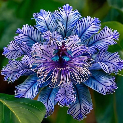 🌸 Purple Passionflower Seeds – Grow Your Own Exotic Paradise!