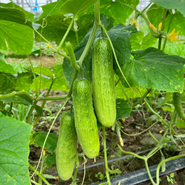 🥒 40% Off Climbing Cucumber Seeds – Grow Fresh & Save Big!