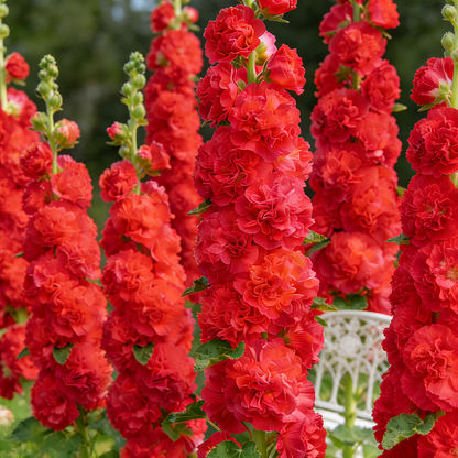 🌸Double Fragrant Hollyhock Seeds