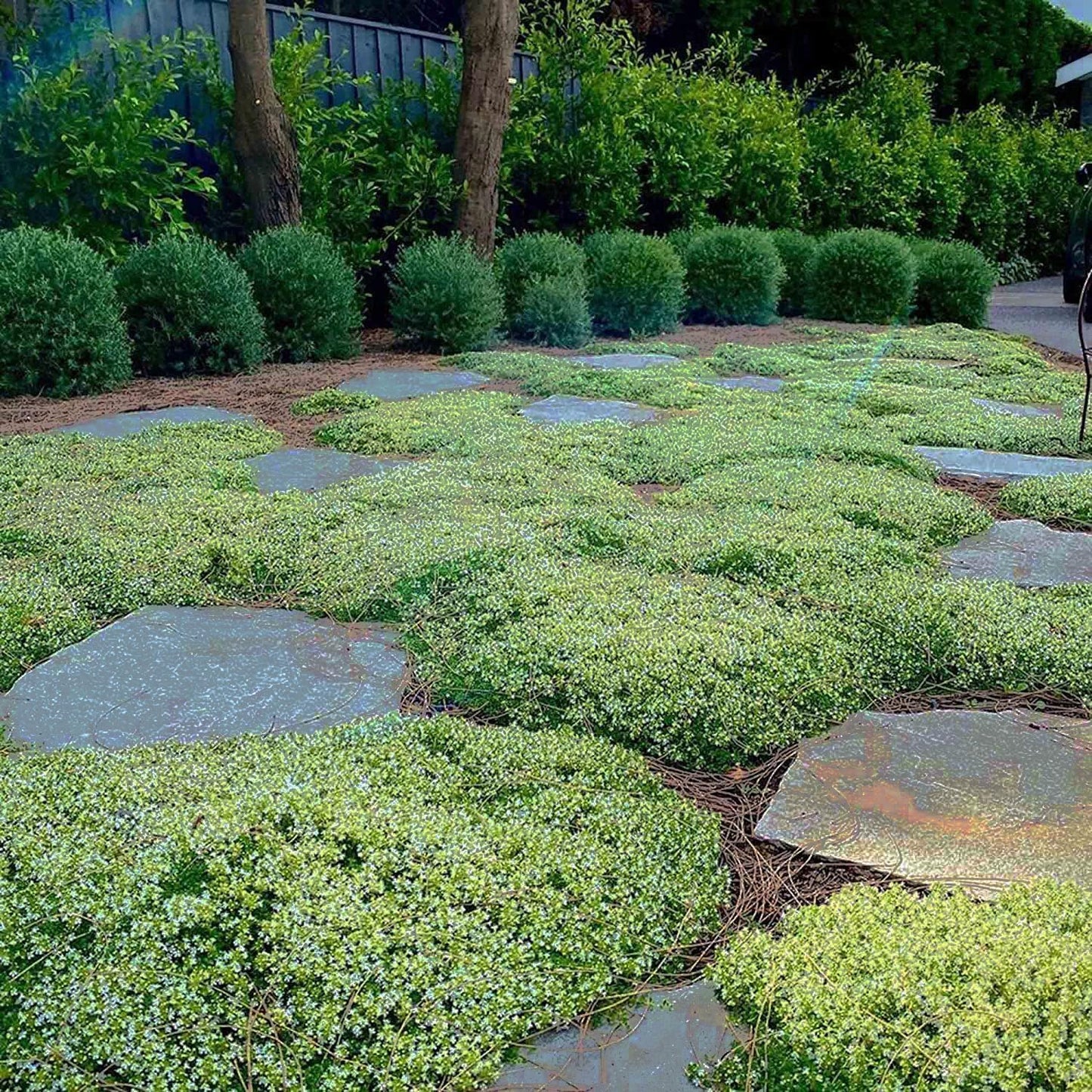 Creeping Thyme Homegrown Seeds🌱Easy to Plant and Grow Non-GMO Perennial Flower Premium Seeds🌺