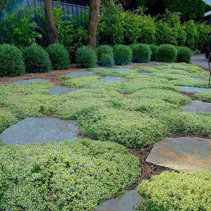 Creeping Thyme Homegrown Seeds🌱Easy to Plant and Grow Non-GMO Perennial Flower Premium Seeds🌺