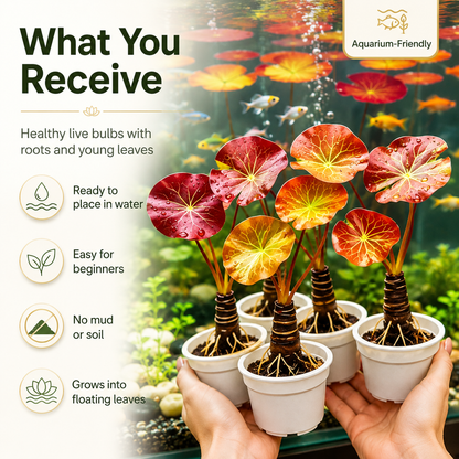 🐟Hydroponic red lotus roots🌿 Turn Your Aquarium into a Living Garden