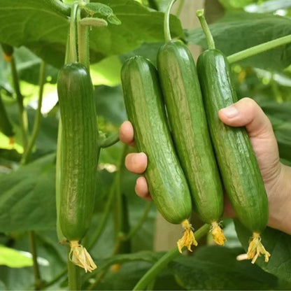 Fruit Cucumber Seeds