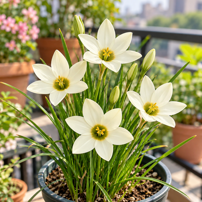 🌿 Ixia bulbs-✨Star-Shaped Blooms · Graceful Stems