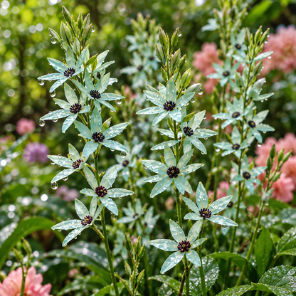 🌿 Ixia bulbs-✨Star-Shaped Blooms · Graceful Stems