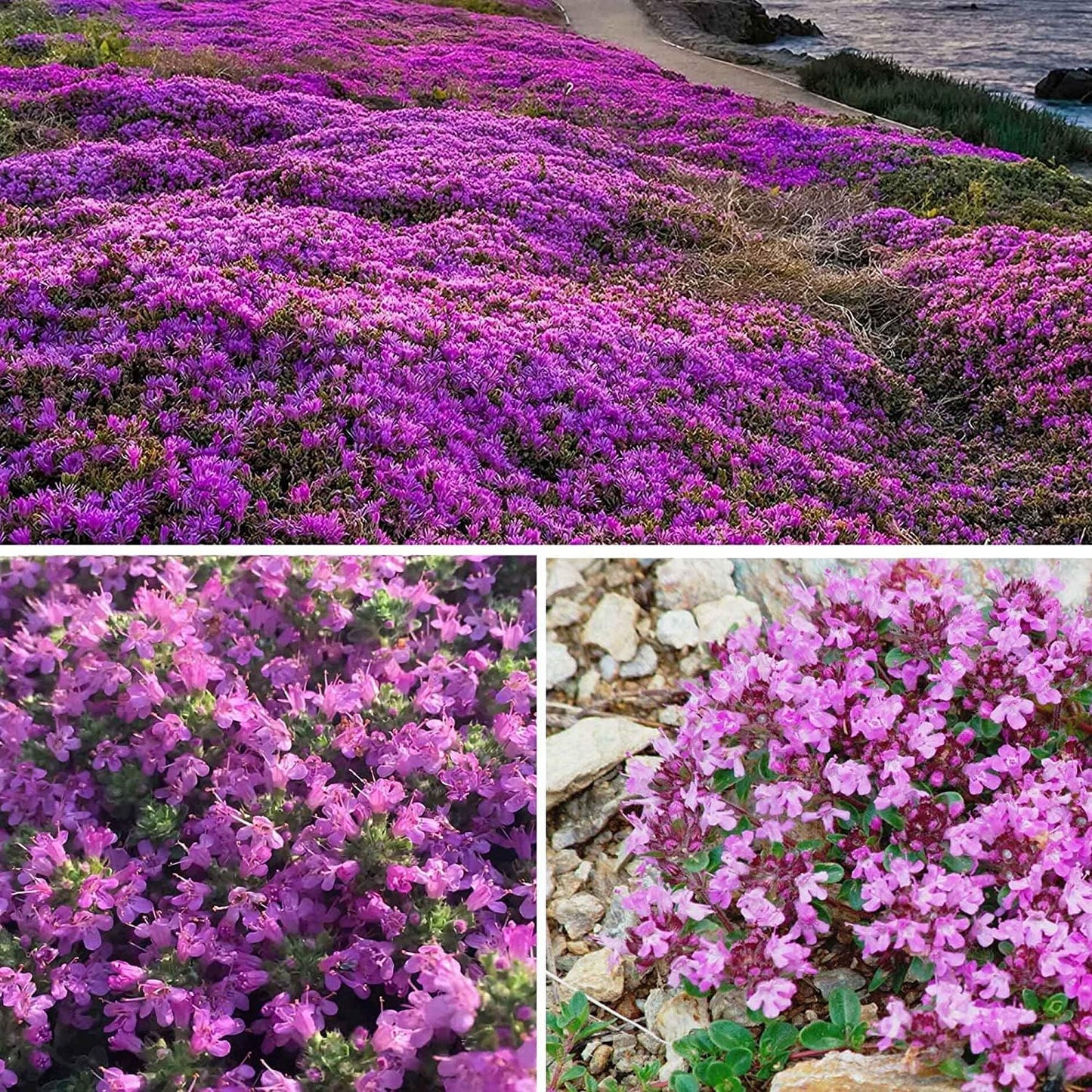 Creeping Thyme Homegrown Seeds🌱Easy to Plant and Grow Non-GMO Perennial Flower Premium Seeds🌺