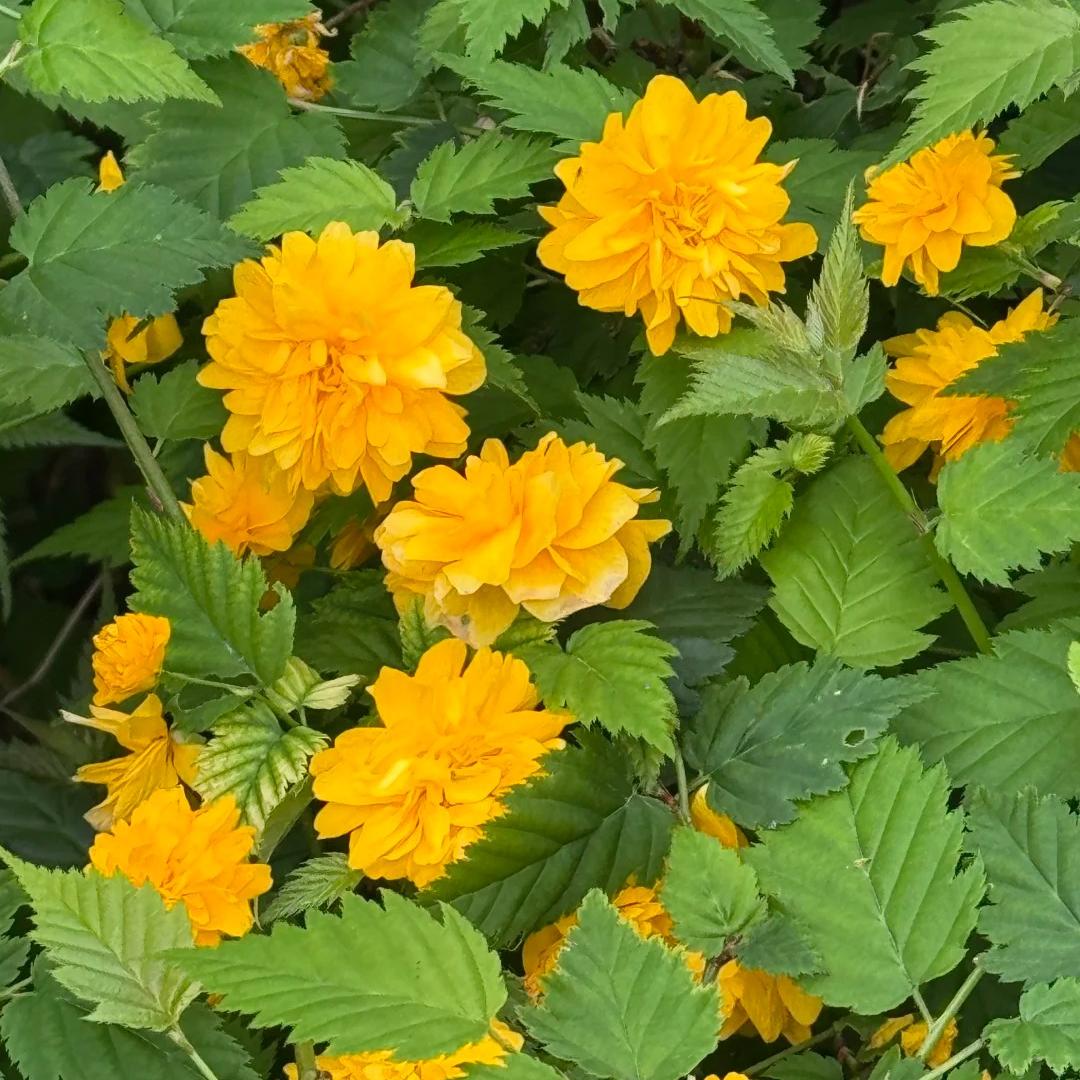 💛Double Japanese kerria—Elegant Golden Blooms