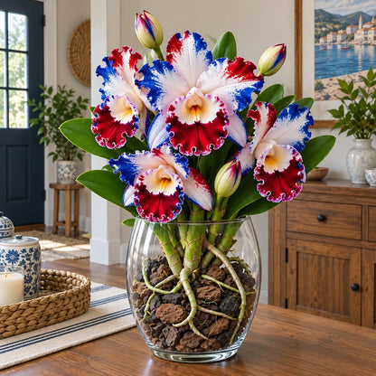 💎 Rare Ruffled Cattleya Orchid Rooted Pseudobulbs – Giant Exotic Blooms🌸