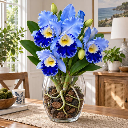 💎 Rare Ruffled Cattleya Orchid Rooted Pseudobulbs – Giant Exotic Blooms🌸