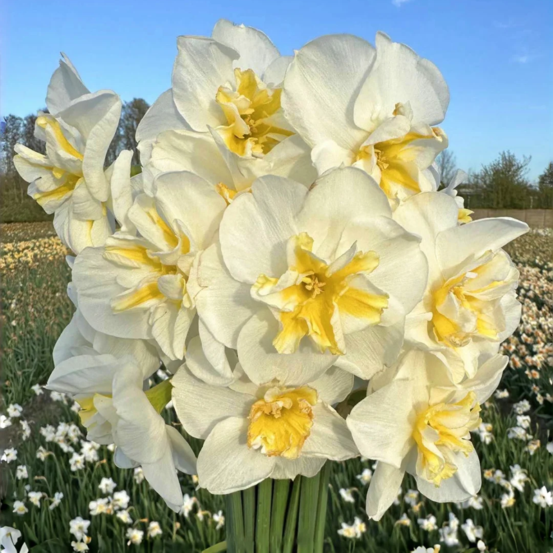 🌼 Rare Double Daffodils 🤗 Elegant Blooms of Hope & Good Fortune