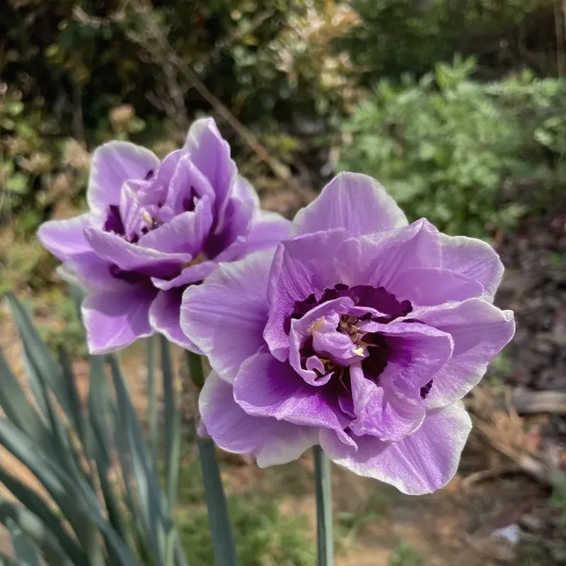 🌼 Rare Double Daffodils 🤗 Elegant Blooms of Hope & Good Fortune