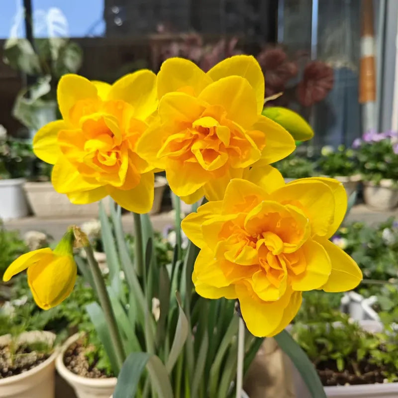 🌼 Rare Double Daffodils 🤗 Elegant Blooms of Hope & Good Fortune