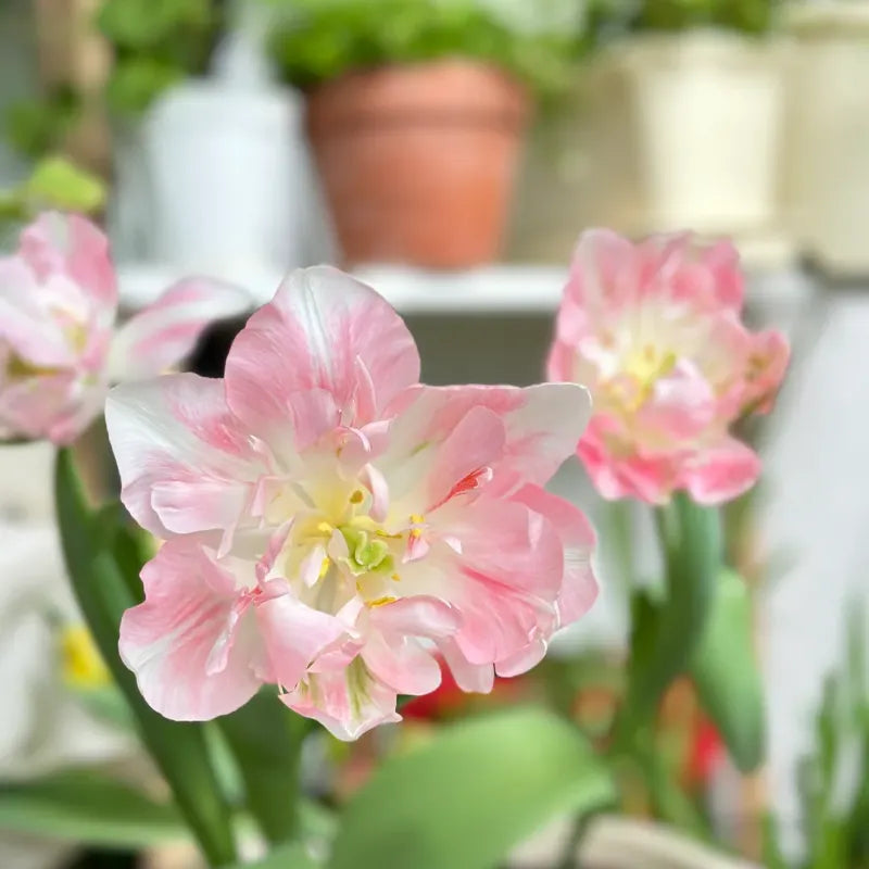 🌼 Rare Double Daffodils 🤗 Elegant Blooms of Hope & Good Fortune
