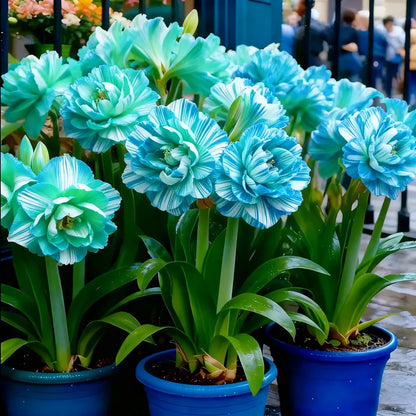 🌼 Rare Double Daffodils 🤗 Elegant Blooms of Hope & Good Fortune