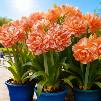 🌼 Rare Double Daffodils 🤗 Elegant Blooms of Hope & Good Fortune