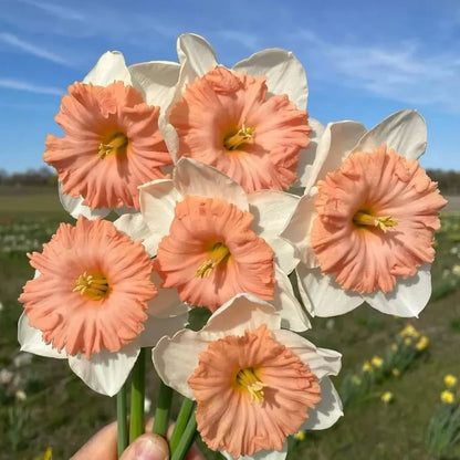 🌼 Rare Double Daffodils 🤗 Elegant Blooms of Hope & Good Fortune