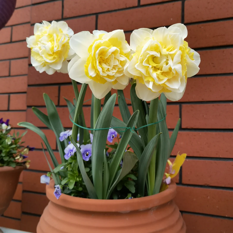 🌼 Rare Double Daffodils 🤗 Elegant Blooms of Hope & Good Fortune