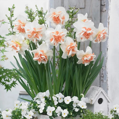 🌼 Rare Double Daffodils 🤗 Elegant Blooms of Hope & Good Fortune
