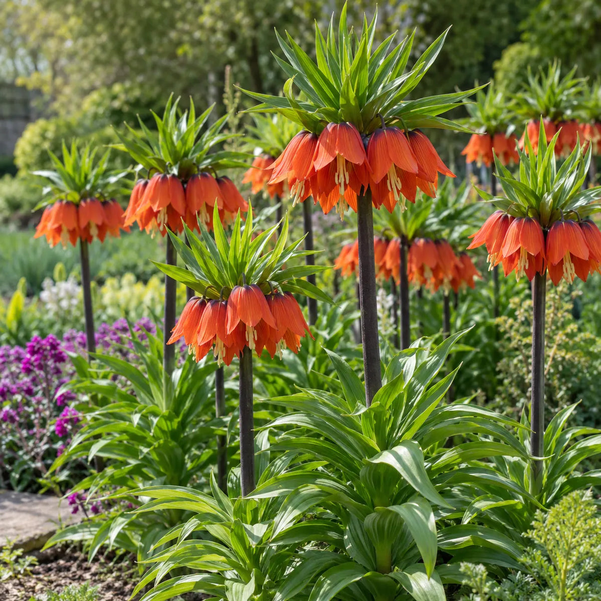 👑Rare Crown Imperial Bulbs – Rare Colorful Crown Bell