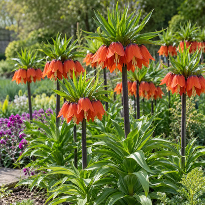 👑Rare Crown Imperial Bulbs – Rare Colorful Crown Bell