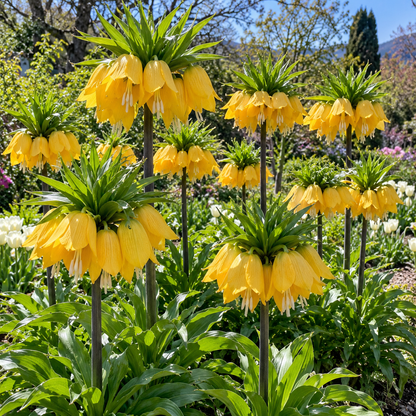 👑Rare Crown Imperial Bulbs – Rare Colorful Crown Bell