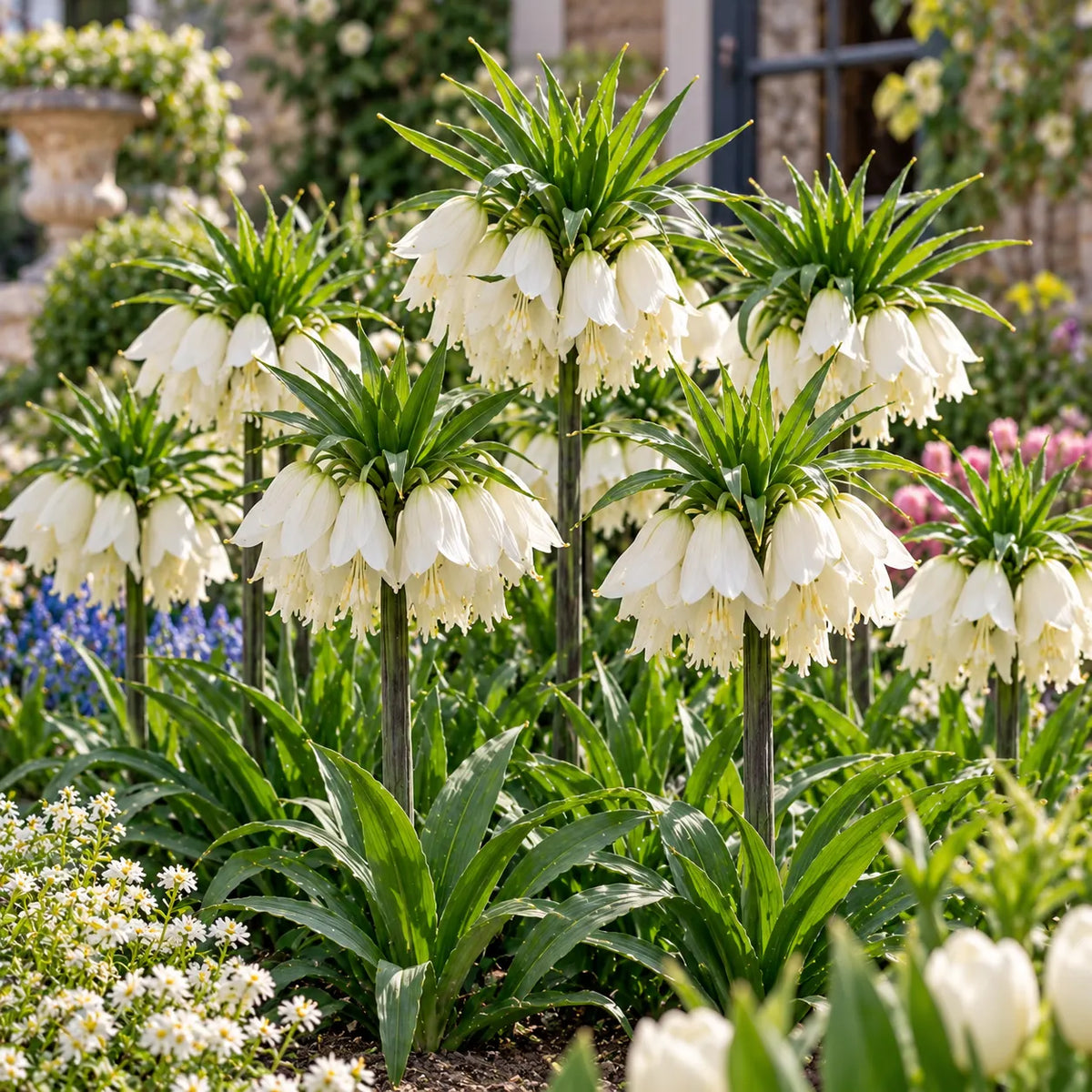 👑Rare Crown Imperial Bulbs – Rare Colorful Crown Bell