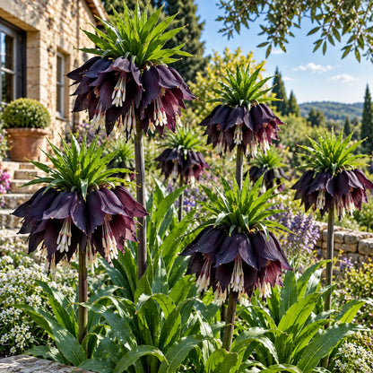 👑Rare Crown Imperial Bulbs – Rare Colorful Crown Bell