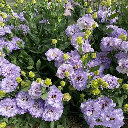 Hardy Perennial Lisianthus Seeds RHS Certified for British Garden Beds Beginner Friendly